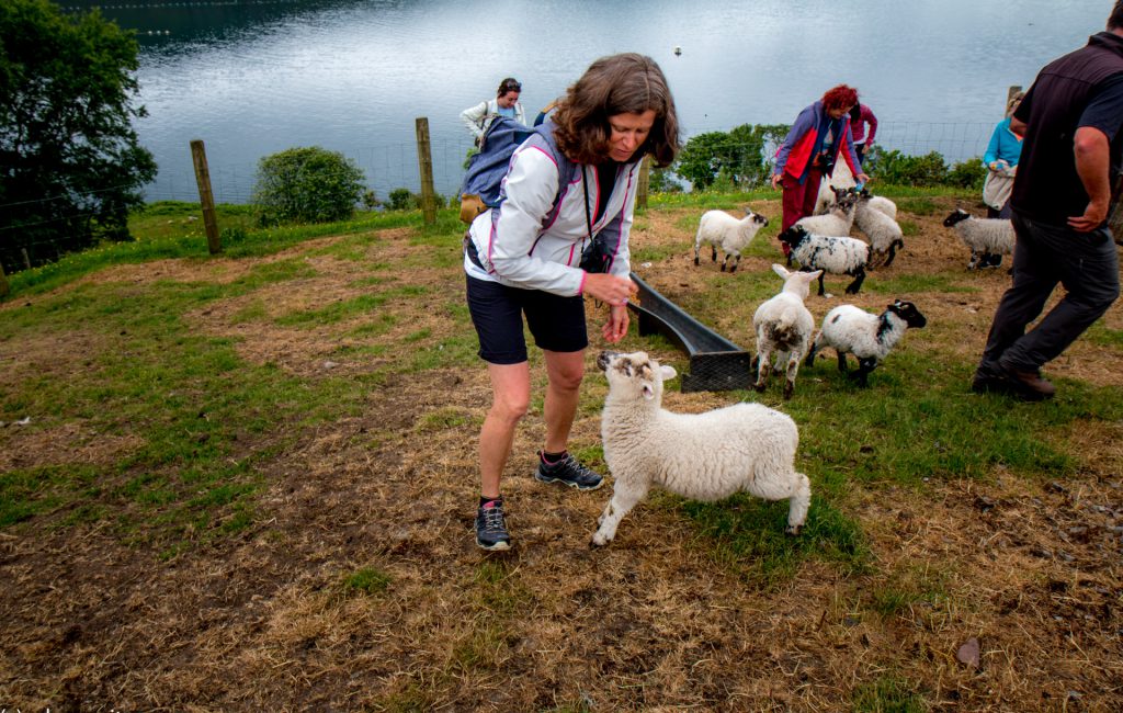 Killary Sheep Farm