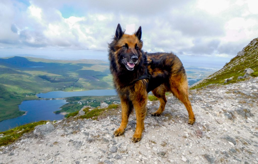 Errigal