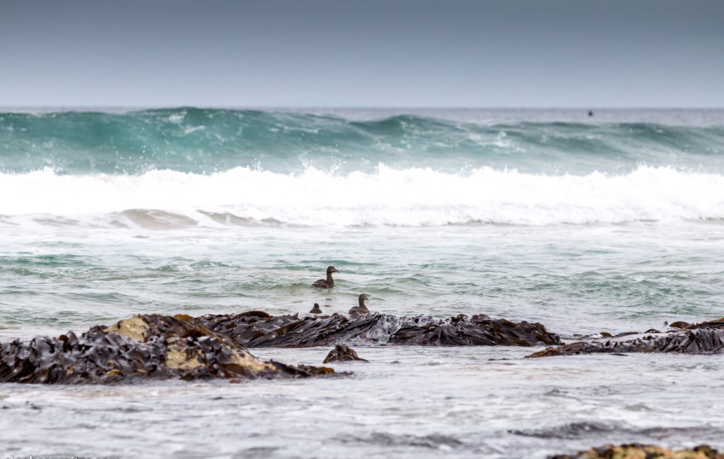 Whitepark Bay