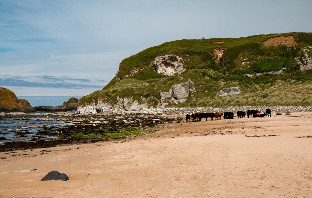 Whitepark Bay