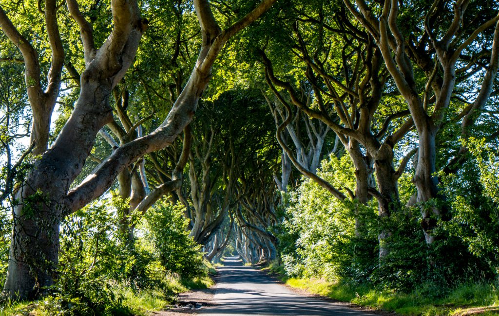 Dark Hedges