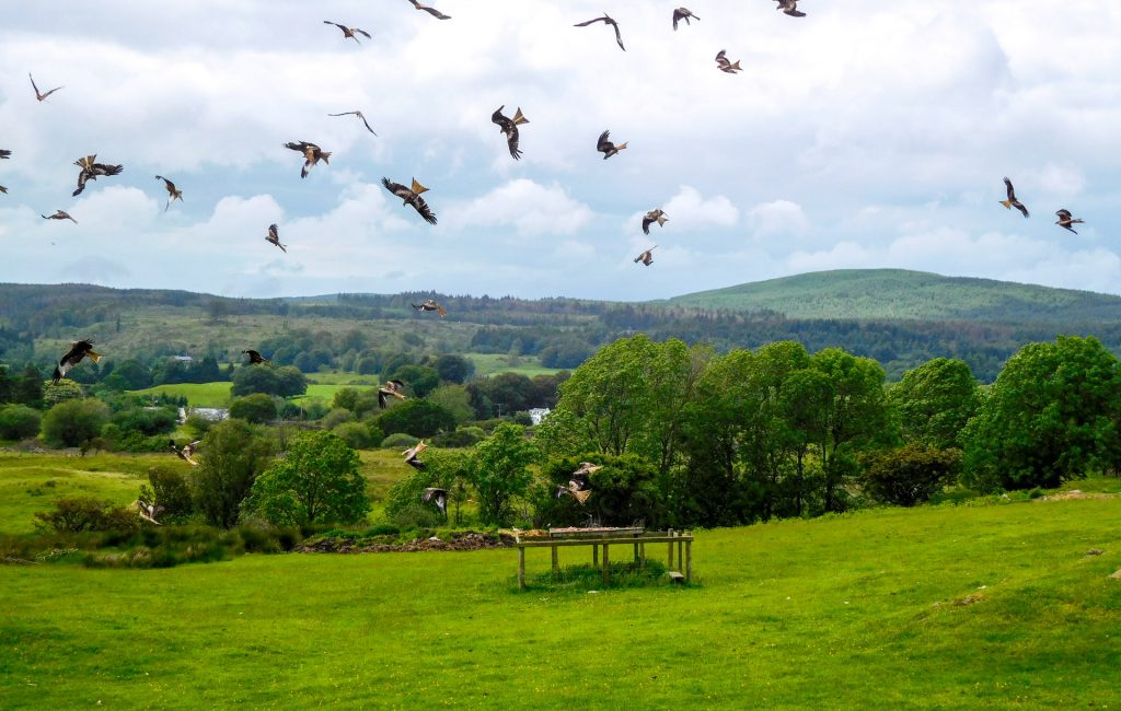  Kite Feeding Station 