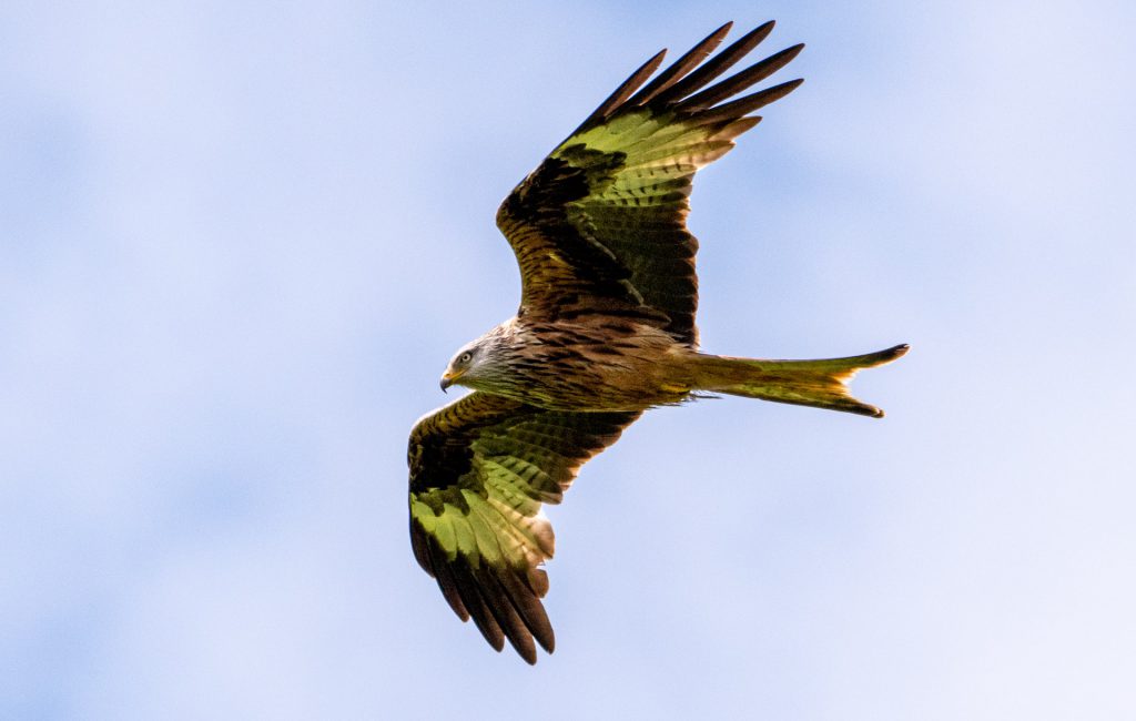  Kite Feeding Station 