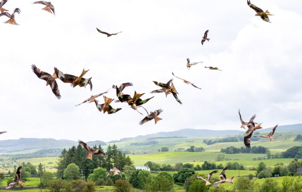  Kite Feeding Station 