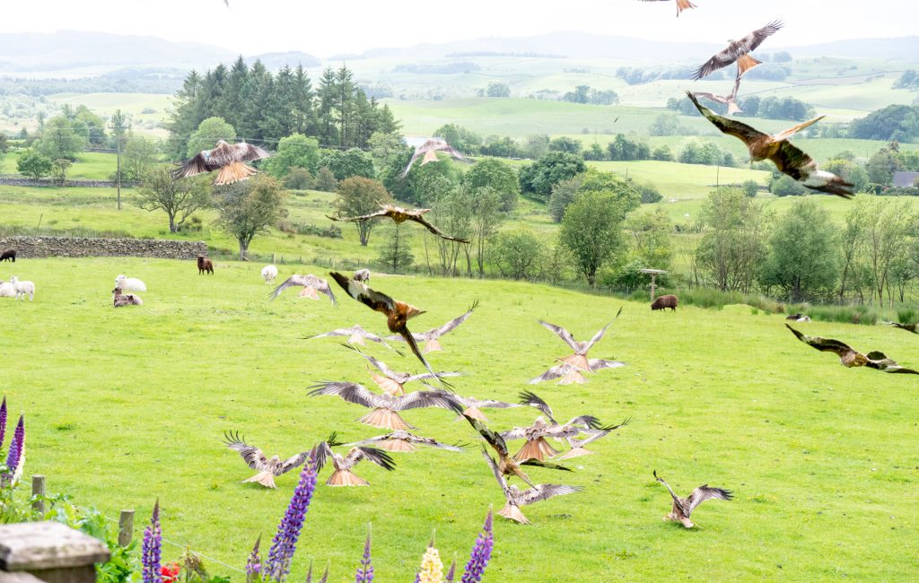  Kite Feeding Station 