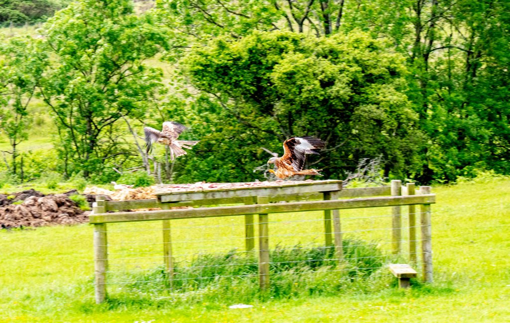  Kite Feeding Station 