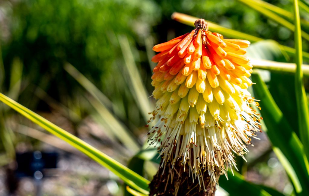 Logan Botanic Garden 