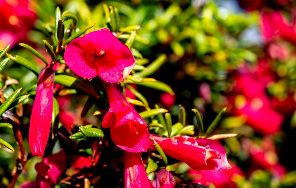 Logan Botanic Garden 