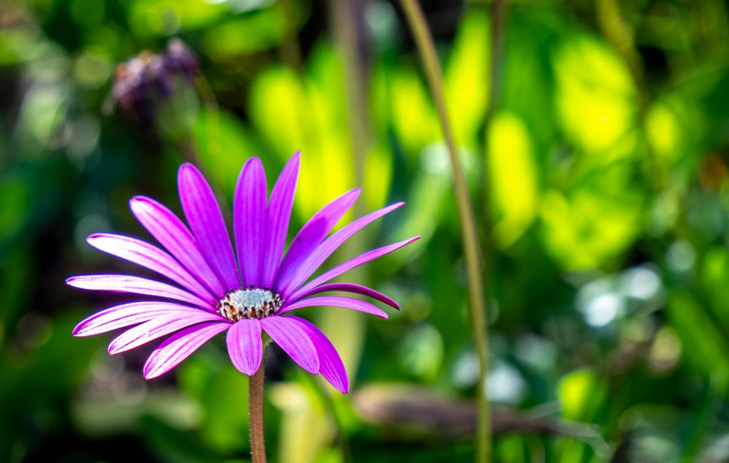 Logan Botanic Garden 