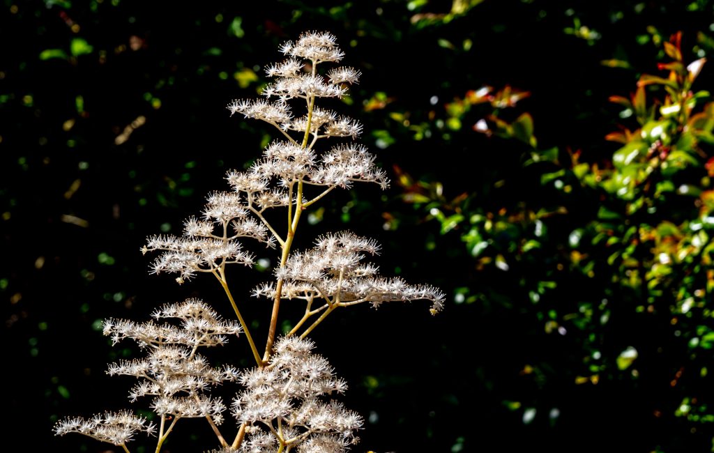 Logan Botanic Garden 