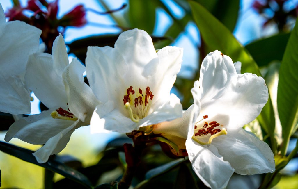 Logan Botanic Garden 