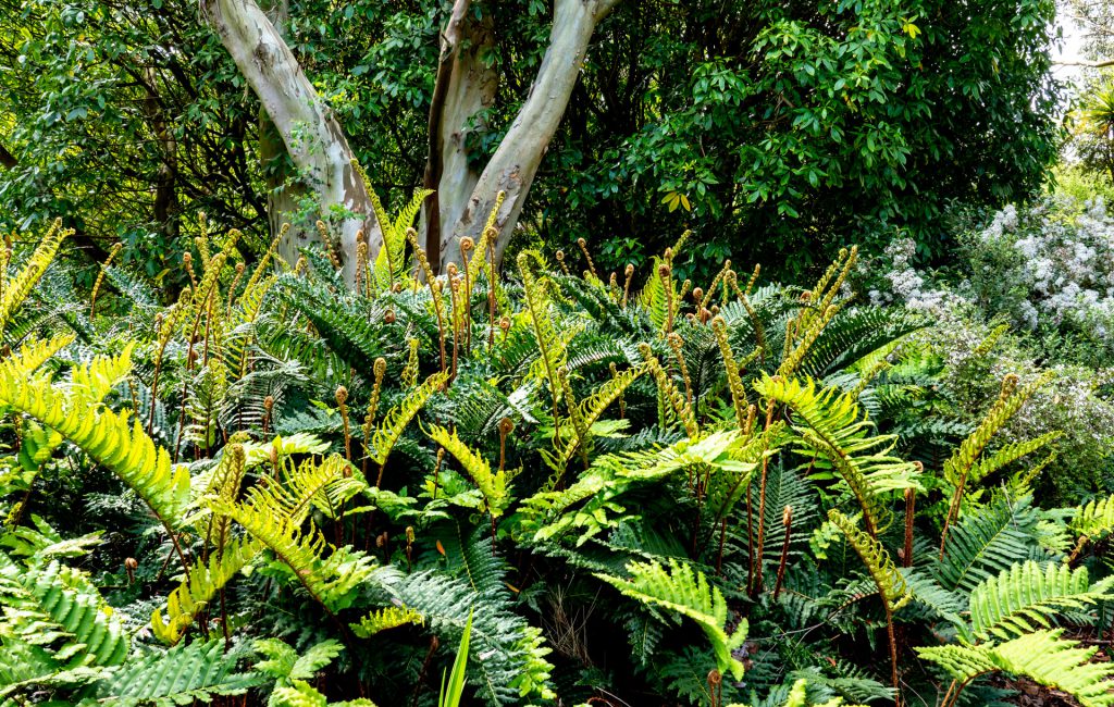 Logan Botanic Garden 