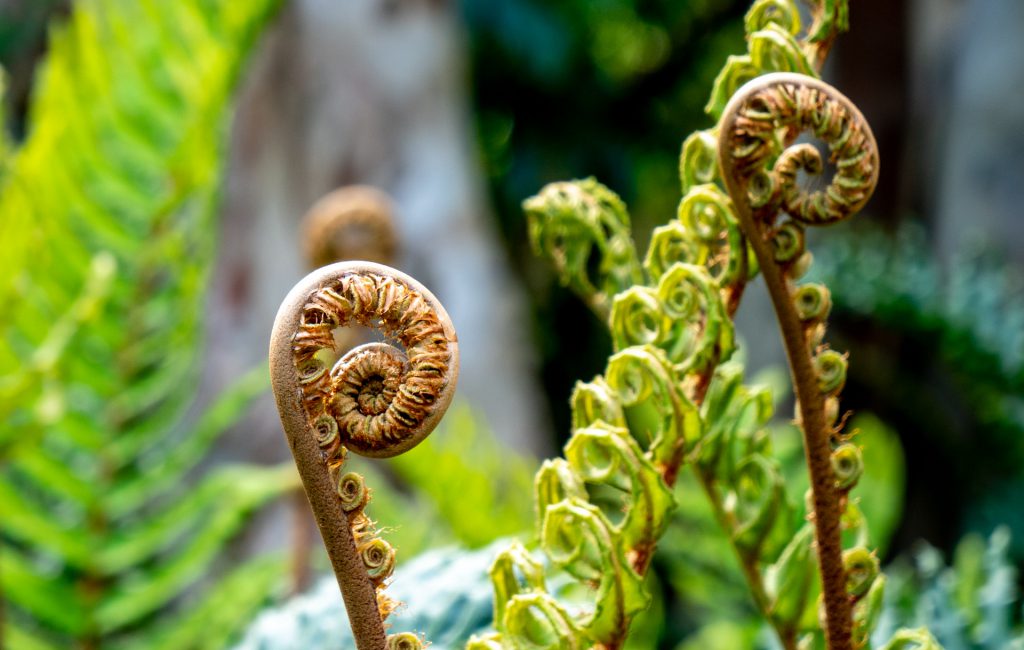 Logan Botanic Garden 