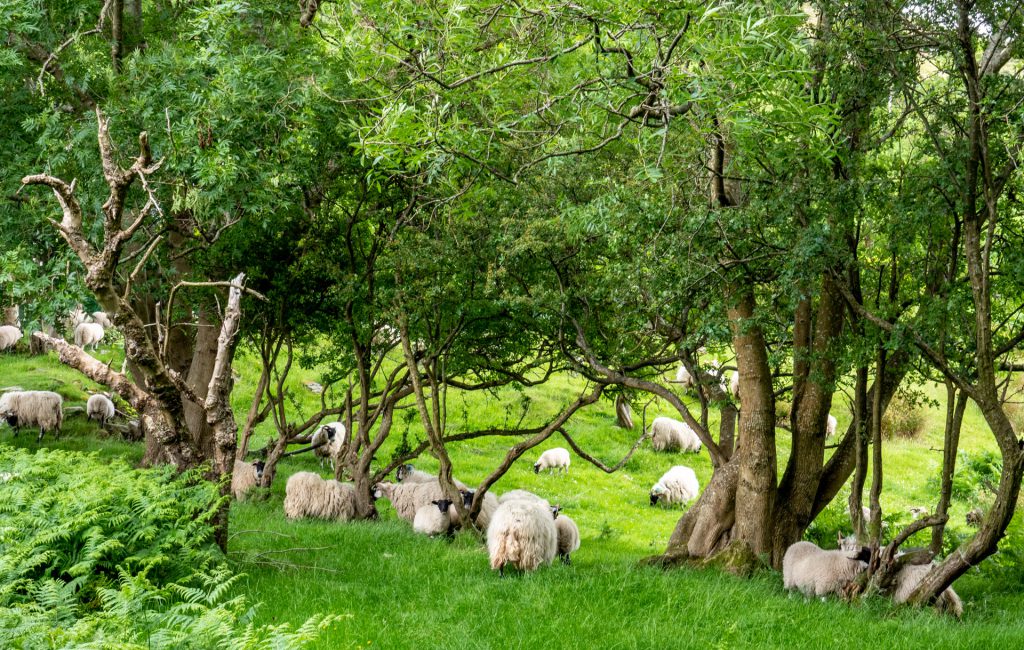  Isle of Arran 