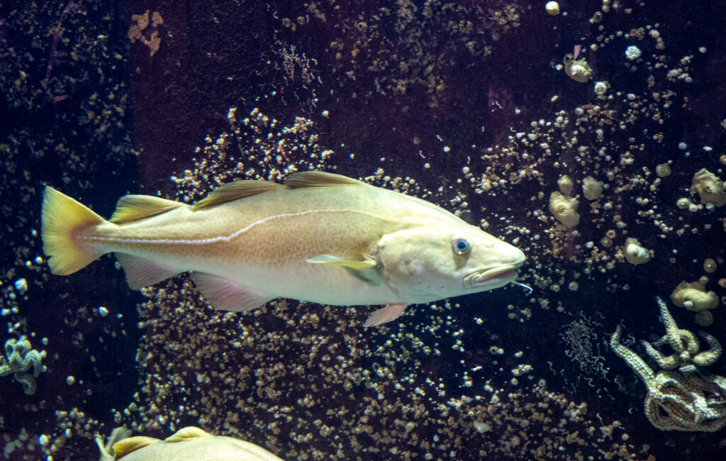 Ozeanarium Hirtshals