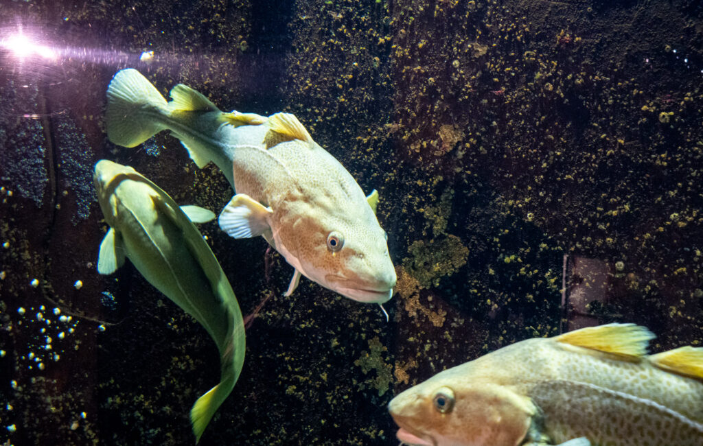 Ozeanarium Hirtshals