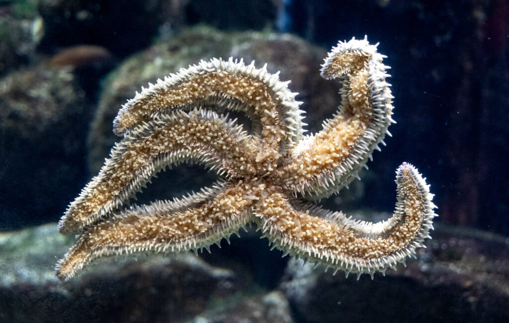 Ozeanarium Hirtshals