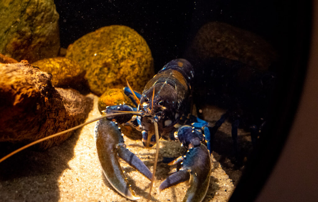 Ozeanarium Hirtshals