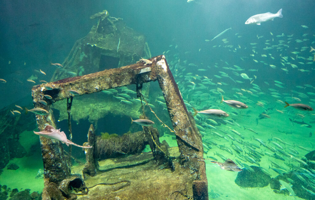 Ozeanarium Hirtshals