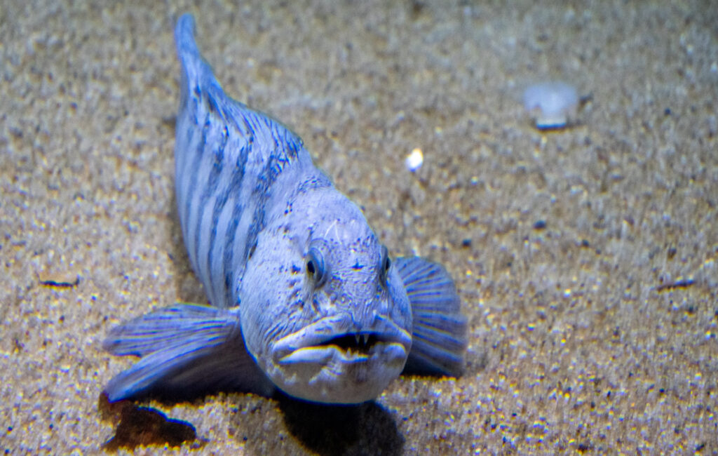 Ozeanarium Hirtshals