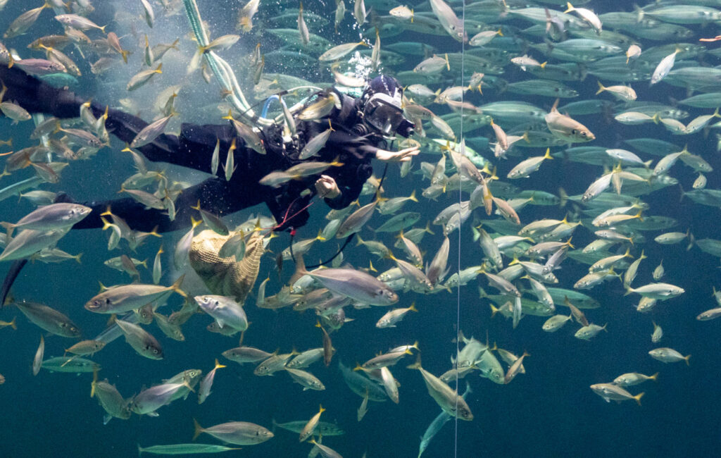 Nordsee Oceanarium